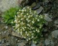 Saxifraga adscendens